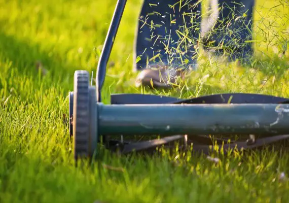 What Are The Disadvantages Of Mulching Grass?